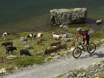 Wild Scenery texture (ID:ffaeg34076)