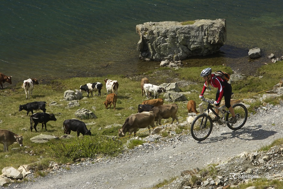 Wild Scenery texture