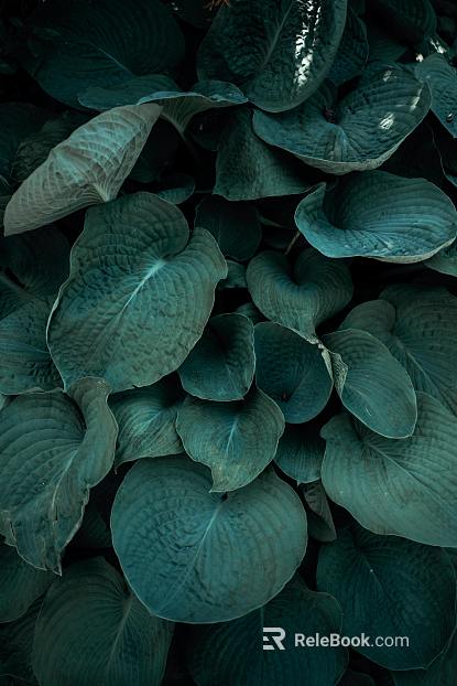 plant pattern texture