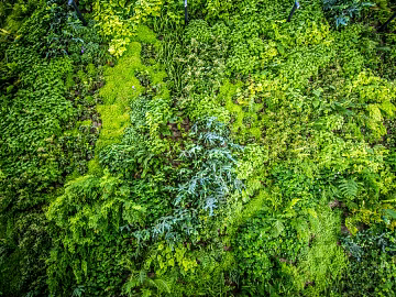 moss texture (ID:ffaeg61551)