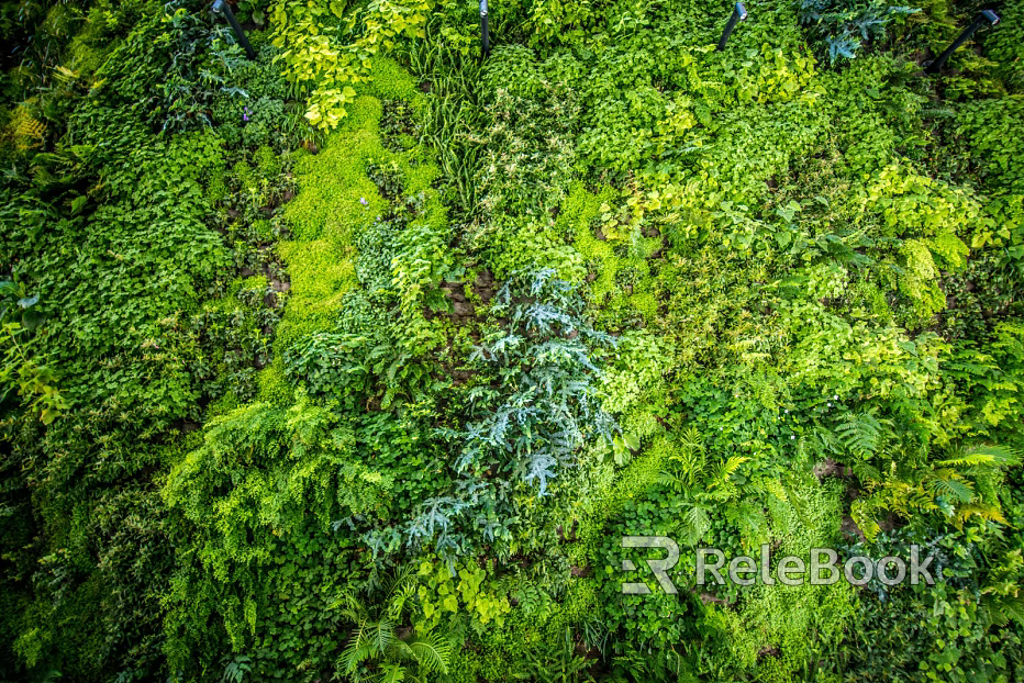 moss texture