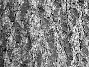 bark texture (ID:ffacg19918)