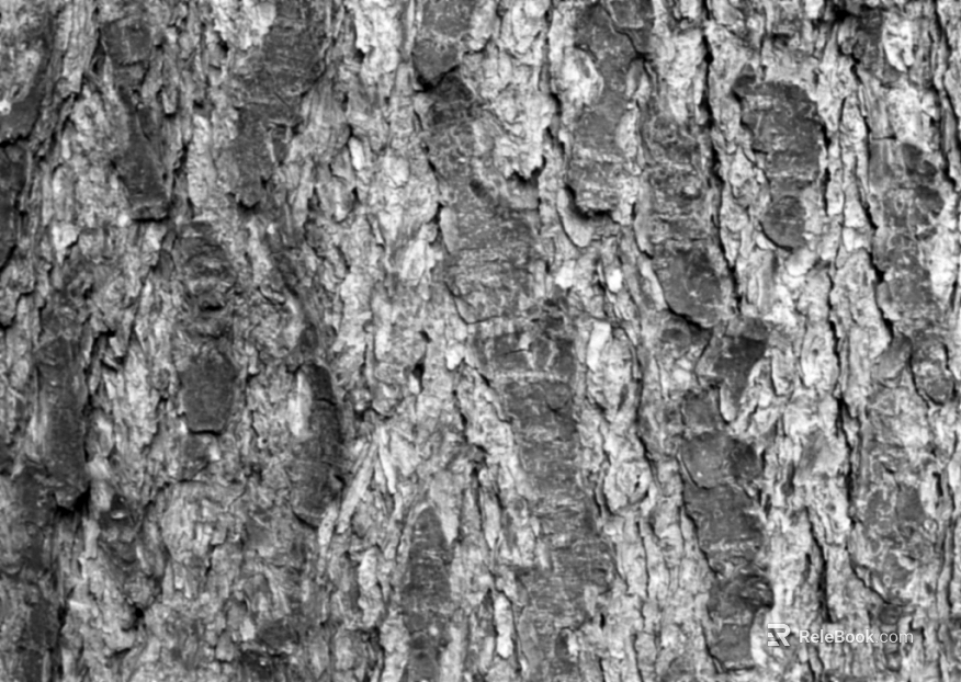 bark texture