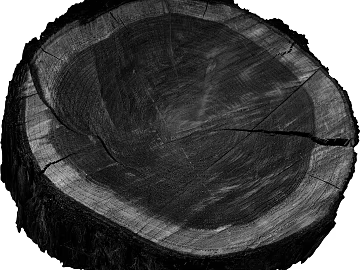 annual rings texture (ID:ffaff5585)