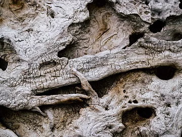 Trunk texture (ID:ffaeg17247)