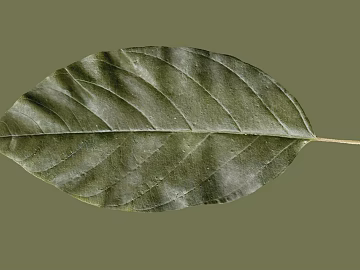 leaves texture (ID:ffaeg05754)
