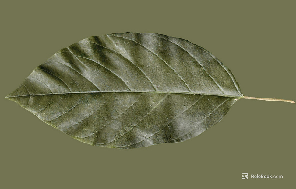 leaves texture
