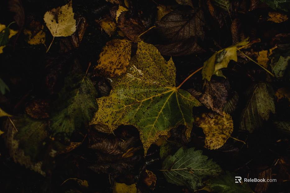 leaves texture