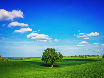 Wild Scenery texture (ID:ffach300646)