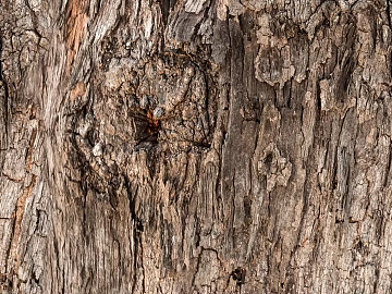 bark texture (ID:ffaeh114227)