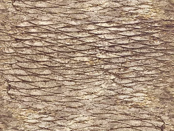 bark texture (ID:ffagg64968)