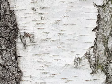 bark texture (ID:ffajg12954)