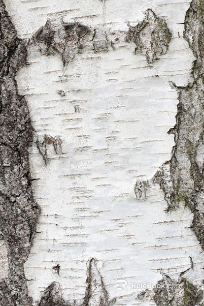 bark texture
