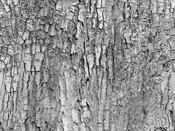 bark texture (ID:ffajg65271)
