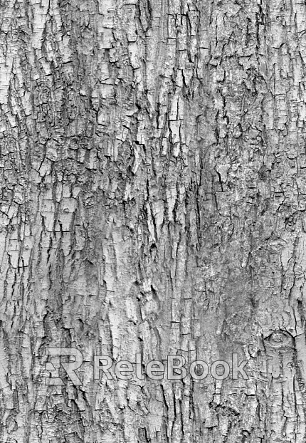 bark texture