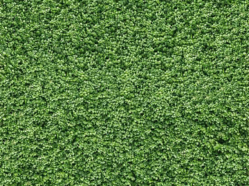 Plants texture (ID:ffagg71313)
