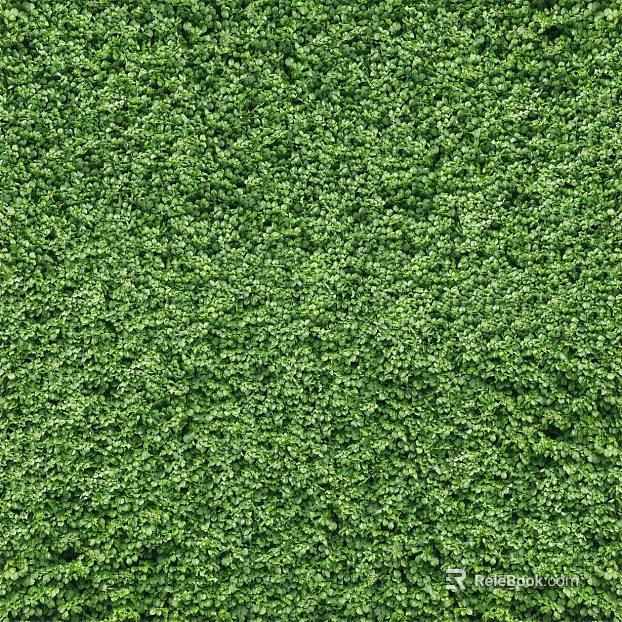Plants texture