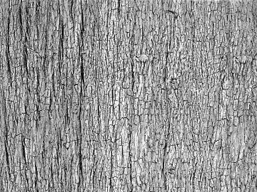 Black and White Bump texture (ID:ffach825916)