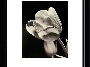 Modern Flower Plant Painting texture (ID:ffach678543)