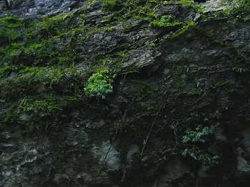 mountain rock wall texture (ID:ffaff0877)