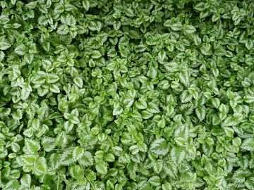 Plants 3d model