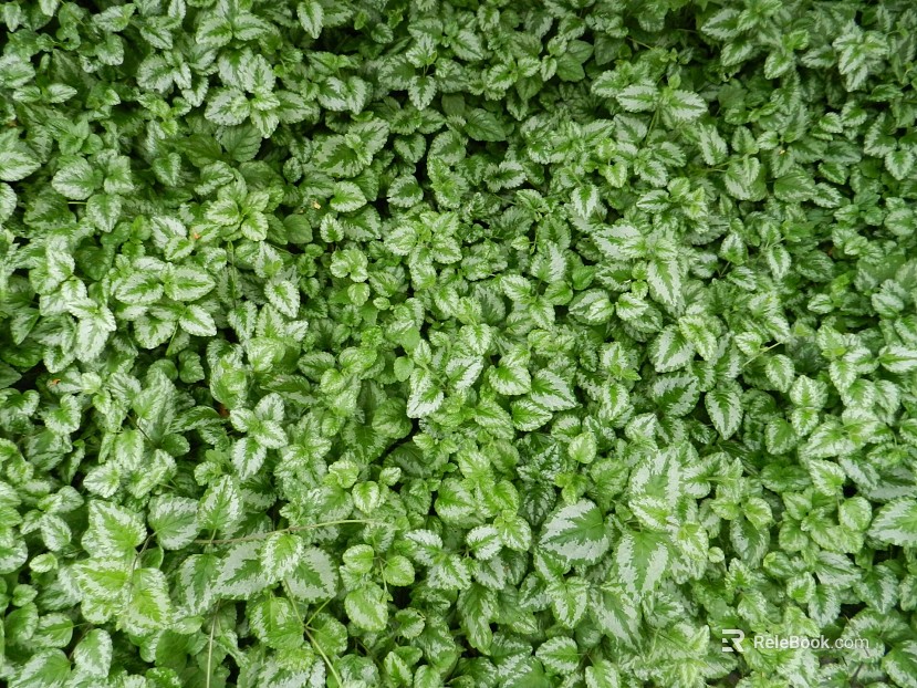 Plants texture