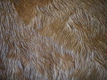 animal fur texture (ID:ffagg01530)