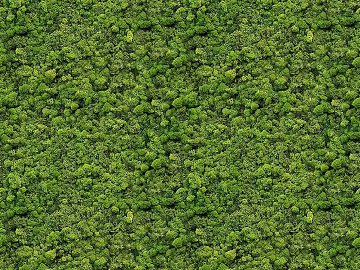 immortal moss texture (ID:ffach930943)