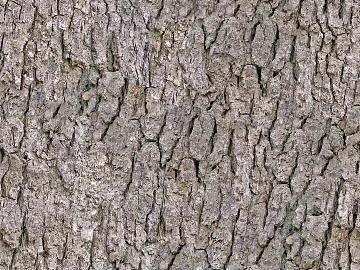 bark texture (ID:ffaeg78250)