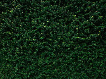 Plants texture (ID:ffabg30562)