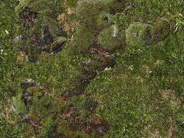 moss texture (ID:ffaag52817)