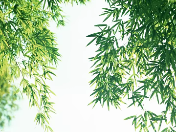 Bamboo texture (ID:ffaag94342)