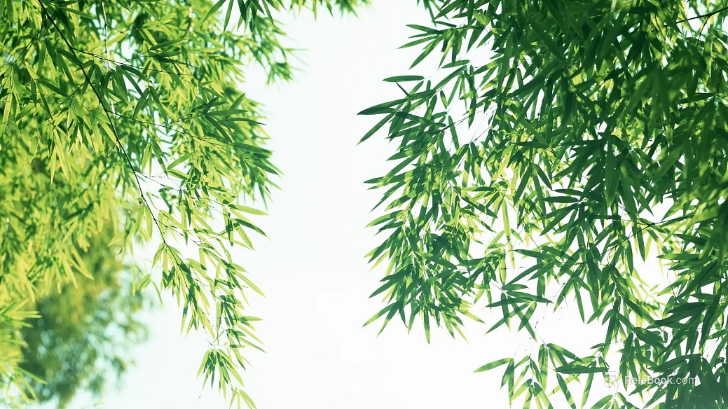Bamboo texture
