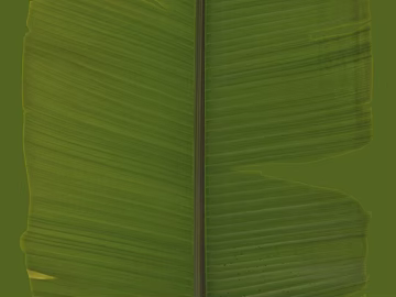 Green banana leaves, natural decorative material texture (ID:ffaeh155359)