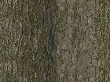 bark texture (ID:ffaeg72517)