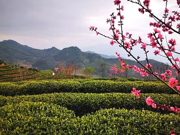Pastoral scenery texture (ID:ffaeg17290)