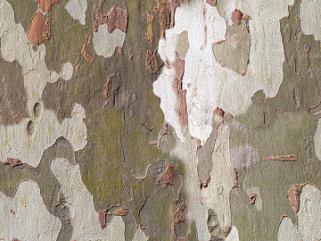 bark texture (ID:ffajg36325)