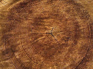 annual rings texture (ID:ffagg25328)