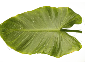 bright green broad-leaved plant leaves texture (ID:ffaeh783066)