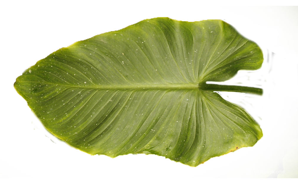 bright green broad-leaved plant leaves texture