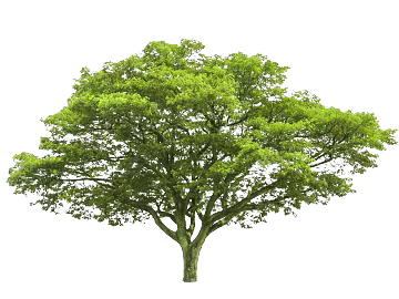 Green Broadleaf Arbor Landscape texture (ID:ffaeh051489)