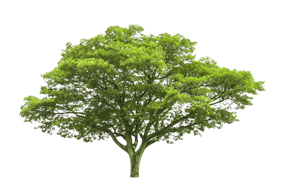 Green Broadleaf Arbor Landscape texture