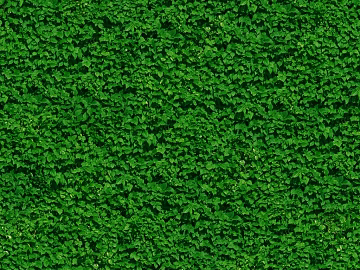 leaves texture (ID:ffaeg22166)