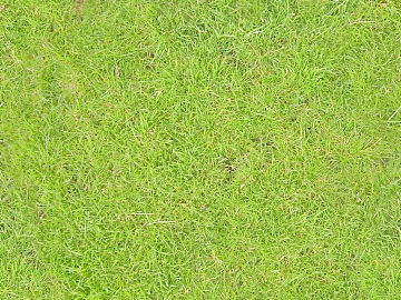 Turf texture (ID:ffach017306)