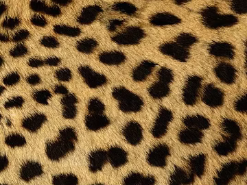 Animal Blanket Carpet texture (ID:ffagf9433)