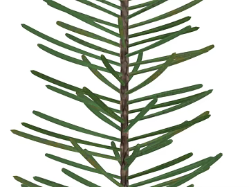 Tree texture (ID:ffaeg69709)