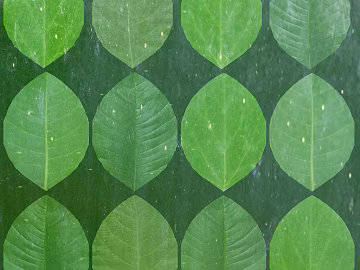 leaves texture (ID:ffacg53948)