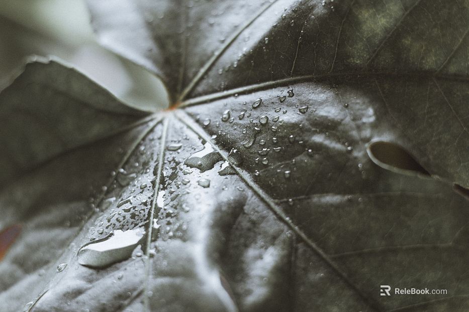 leaves texture