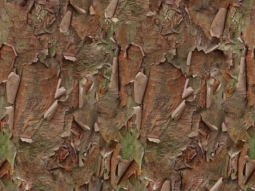 bark texture (ID:ffacg32139)
