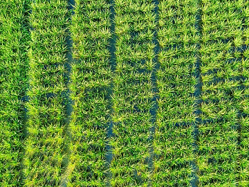 Grassland texture (ID:ffagg67473)